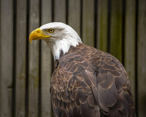 A bald eagle staring around its enclosure