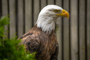 Obraz premium The distinctive white head of a bald eagle