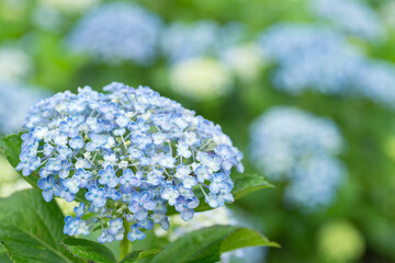 ボケをバックに青と白のアジサイの花
