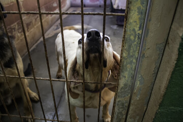 Dog in kennel