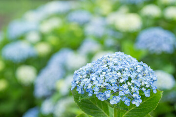 ボケをバックに青と白のアジサイの花