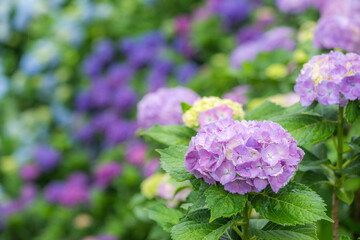 カラフルなボケをバックに薄紫のアジサイの花