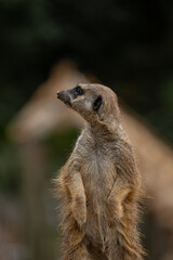 meerkat on guard
