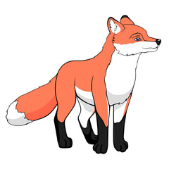 Fox on a white background
