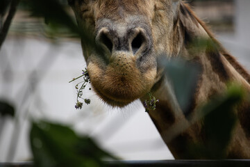 eating giraffe