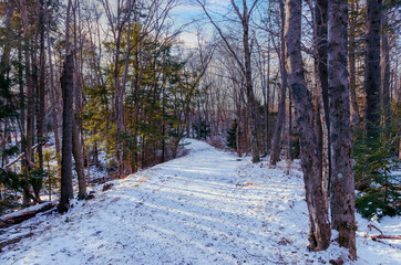 The walking trail in Hemlock Ravine Park has a light covering of snow on a pleasant winter's day transforming the woodland into a magical realm.