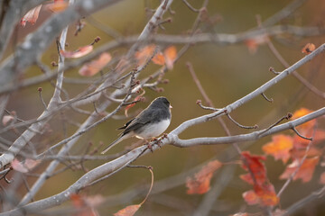 Dark eyed Junco