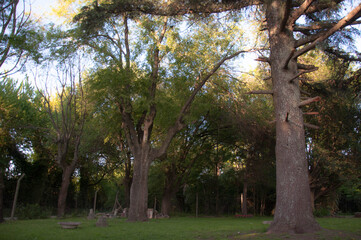 trees in the park