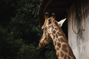 portrait of a giraffe