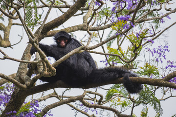 Brazilian monkey