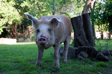 Fototapeta premium pig on a farm