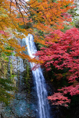箕面の大滝と紅葉