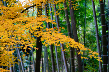 紅葉と竹林