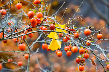 小さな柿の実とイチョウ