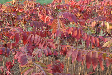 Vivid and colorful red autumn leaves of the Sumac tree show their colors in the fall 