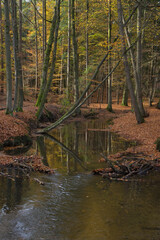 little river in fall season 