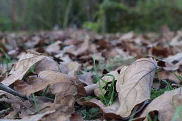 Looking across dry autumn leaves on the ground for a fall background 