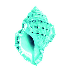 Blue aqua detailed simple sea shell isolated on white