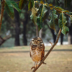 Owl on branch - Atheme cunicularia
