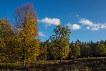 autumn in the forest