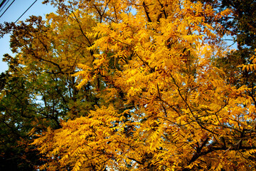 autumn leaves on a tree