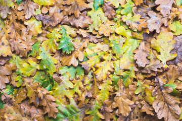 Oak leaves background. Full of autumn colors. Fall season is colorful in nature. Green, yellow and brown shades.
