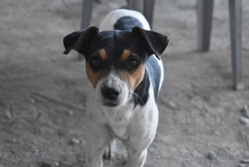 Sesión de fotos en granja (Perro pinto)