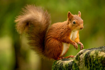 Naklejka na ściany i meble Red Squirrel (Sciurus vulgaris) wild animals photographed against a green background. 