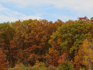 Fototapeta premium autumn trees in the forest