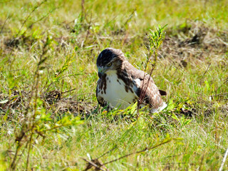 Red-Tailed Hawk Bird of Prey Raptor While Sitting on the Ground in a Prairie Field Looking Down to the Ground as It Hunts for Prey 