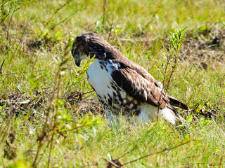Red-Tailed Hawk Bird of Prey Raptor While Sitting on the Ground in a Prairie Field Looking Off to Its Side and Down as It Hunts for Prey 