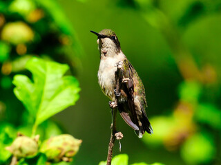 A Young Male Ruby-Throated Hummingbird Shows Off His Single Red Feather on his Throated While Perched on a Tree Branch in the Sunlight on a Summer Day Surrounded by Green Leaves