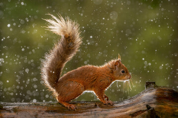 Red Squirrel (Sciurus vulgaris) wild animals photographed against a green background. 