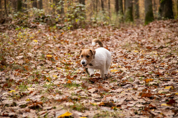 walk in the woods with a jack russel terrier