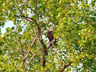 Bald Eagle Bird of Prey Raptor Perched High in Tree on a Summer Day Hiding in the Green Leaves as a Predator Hunting for Prey