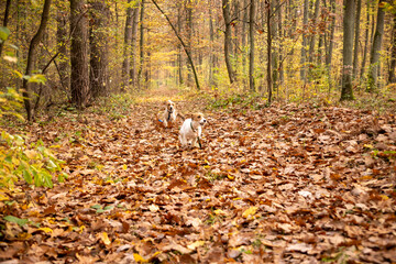 walk in the woods with a jack russel terrier