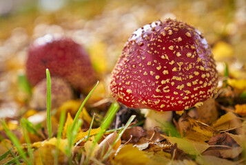 Amanita Mushrooms in Autumn. Red Amanita Muscaria mushroom growing in the grass.


