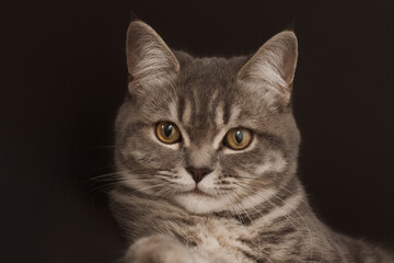 close-up of a beautiful face of a cat with yellow eyes and a soulful look, on a dark background. The photograph is artistically processed, horizontal. Cute pet