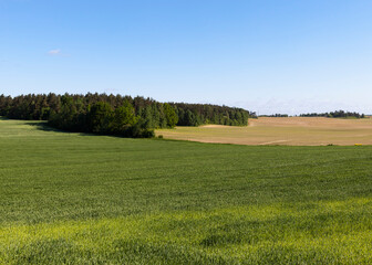 landscape of agricultural wheat crops