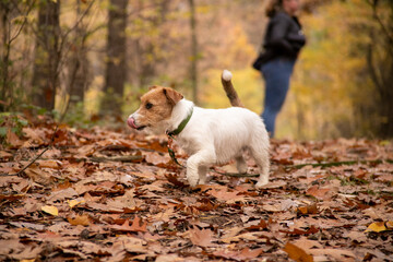 walk in the woods with a jack russel terrier
