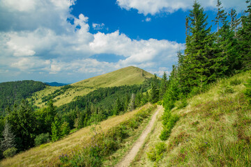 summer mountain landscape scenic view highland ridge trail between pine trees clear weather day in...
