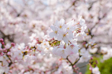 Japanese cherry blossom tree
