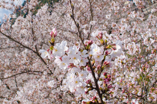 Japanese Cherry Blossom Tree