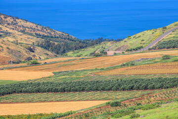 Agricultural valley Arbel. Beautiful landscape of green fields, arable lands, olive plantations and...