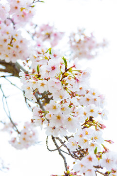 Sakura Cherry Blossoms
