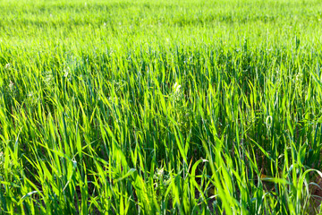 green wheat has grown