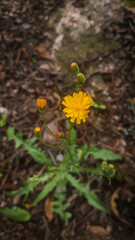 yellow flowers in the forest