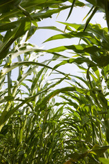 cultivation of sweet corn