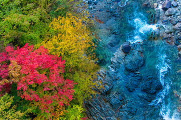 紅葉と川