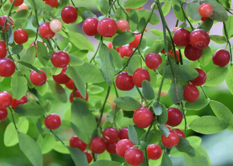 Wild Red Huckleberries © Bradley Philip Price